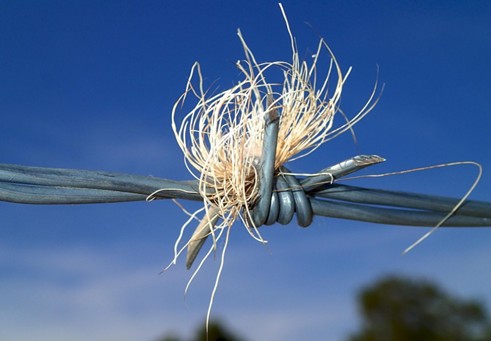 Photo of a blade of grass tangled in barbed wire