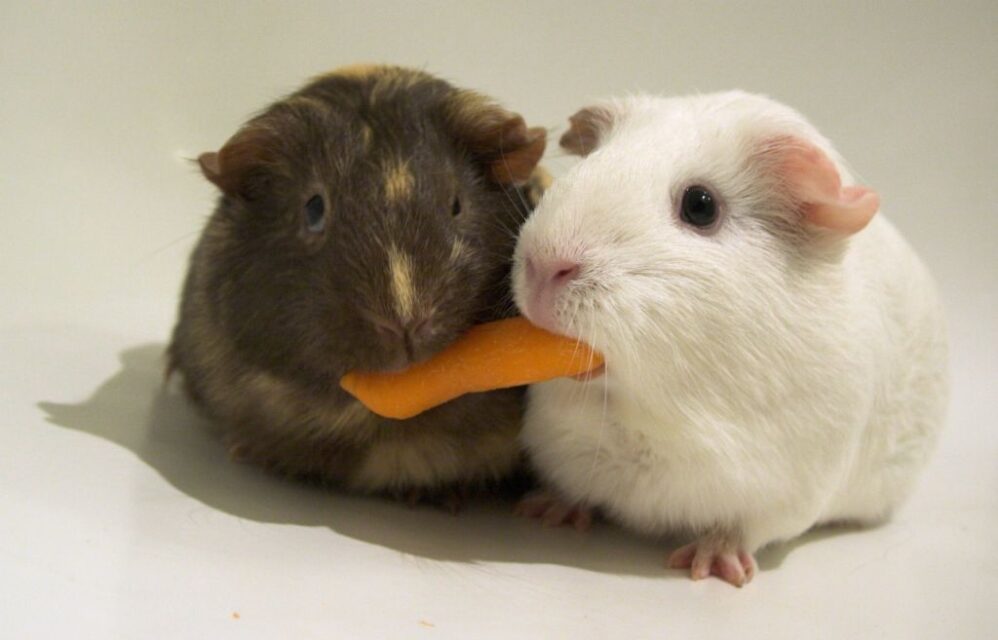Two mice sharing a carrot.