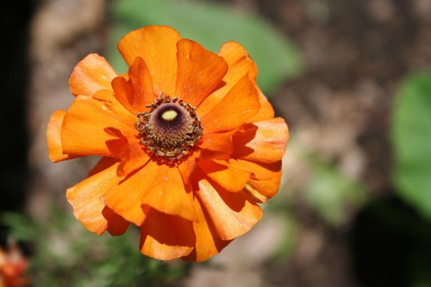 Close-up photo of an orange flower, known as "ranunculus".