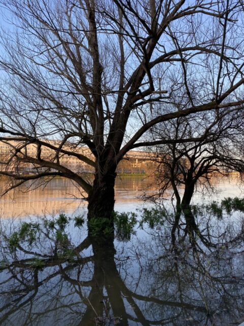 The Loire river behind a tree.